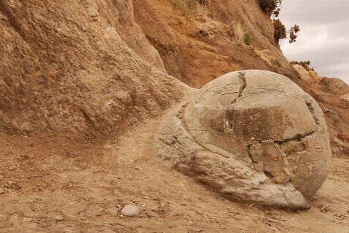 Una de las esferas de piedra Moeraki aparece de la tierra a orillas de la playa 