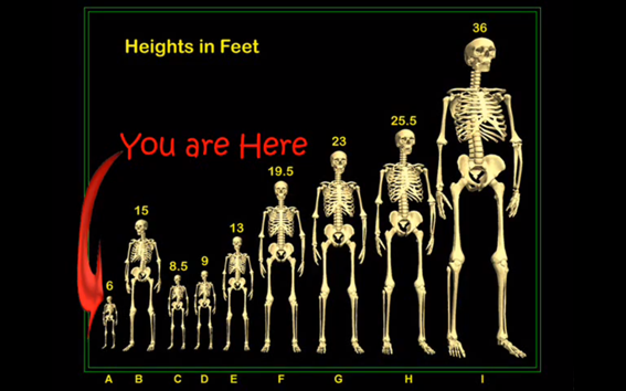 Un listado de esqueletos encontrados de entre 6 - 36 pies ( 2.13 - 10.973m)