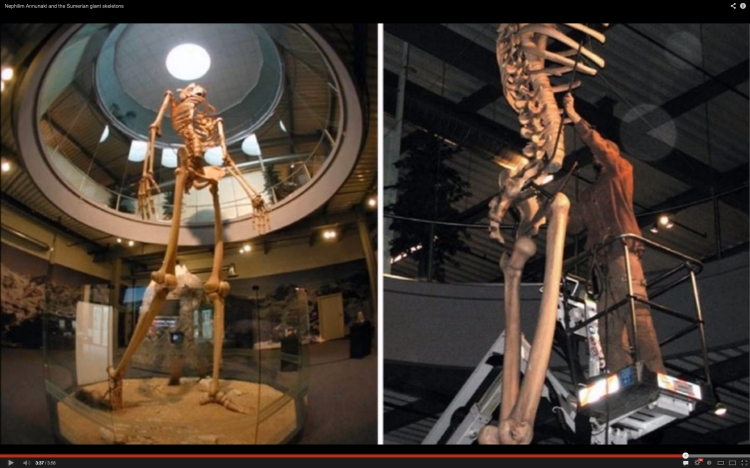 Esqueleto gigante expuesto dentro de un museo en EEUU.
