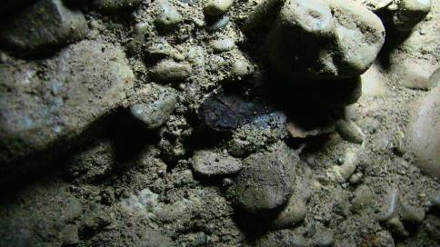 Posible material orgánico descubierto dentro de uno de los dos canales de agua dentro de la red de túneles de Ravne